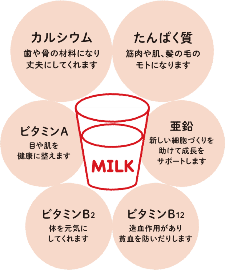 牛乳製品に含まれる栄養成分の説明イメージ画像。歯や骨の材料になり丈夫にしてくれるカルシウム、筋肉や肌、髪の毛のモトになるたんぱく質、目や肌を健康に整えるビタミンA、新しい細胞づくりを助けて成長をサポートする亜鉛、体を元気にしてくれるビタミンB2、造血作用があり貧血を防いでくれるビタミンB12の6つの栄養素があげられている。